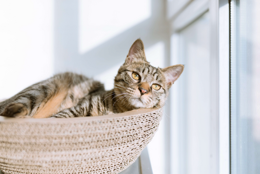The Science Behind Pheromone Calming Collars: How Do They Help Cats Relax?