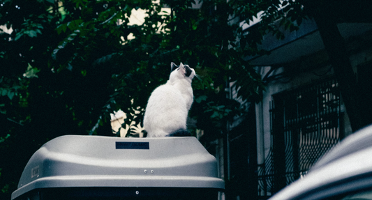 White cat sitting on top of a cat carrier