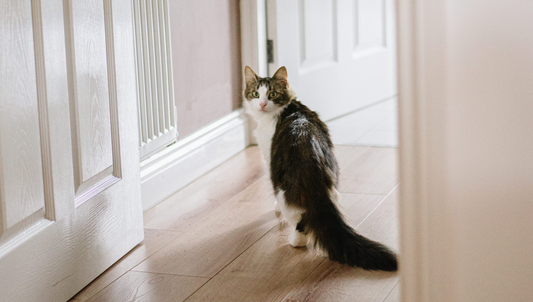Peaceful Nights: How to Stop Your Cat from Scratching at Your Bedroom Door