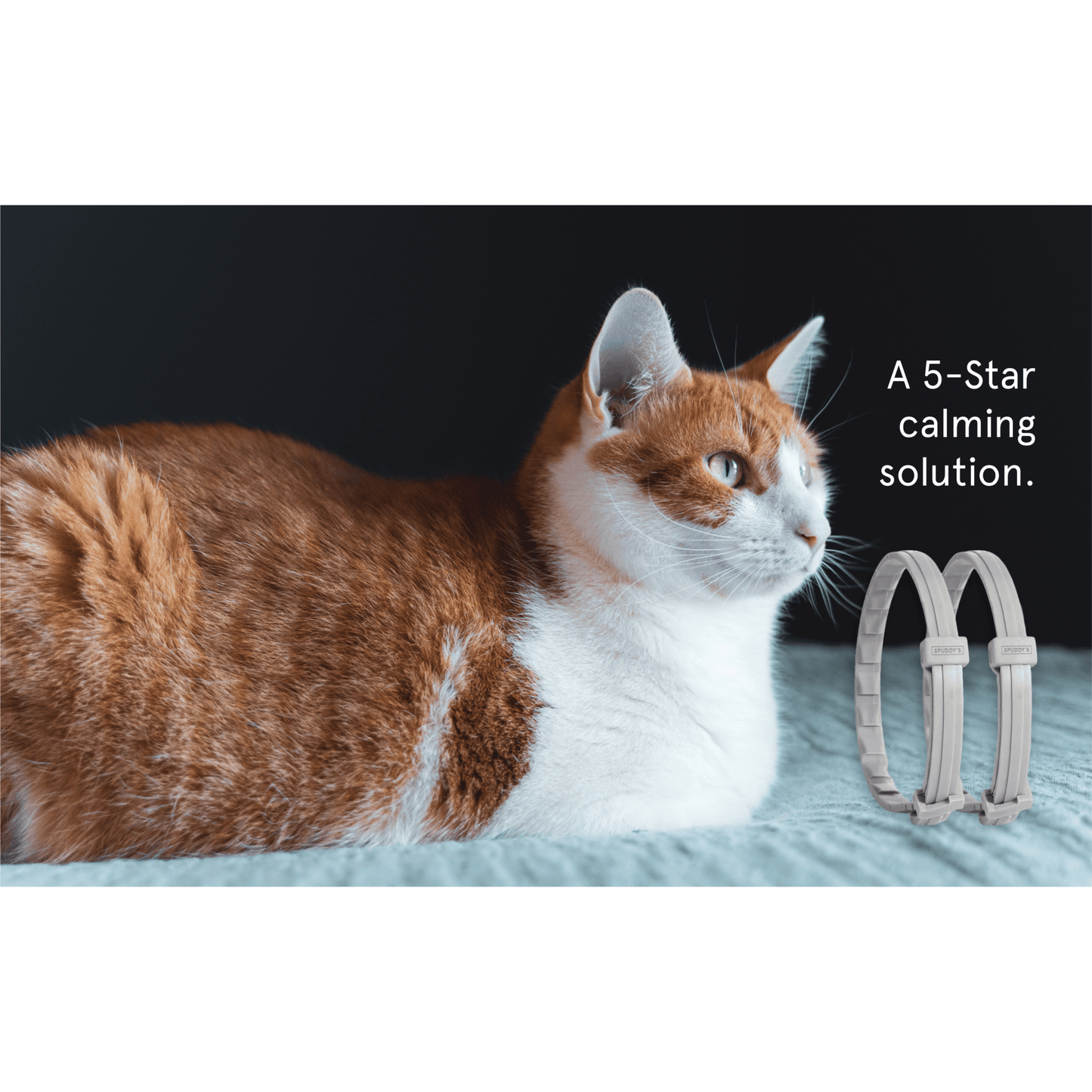 Pheromone Therapy Calming Collar for Cats - 2 Pack - Spuddy's & Friends