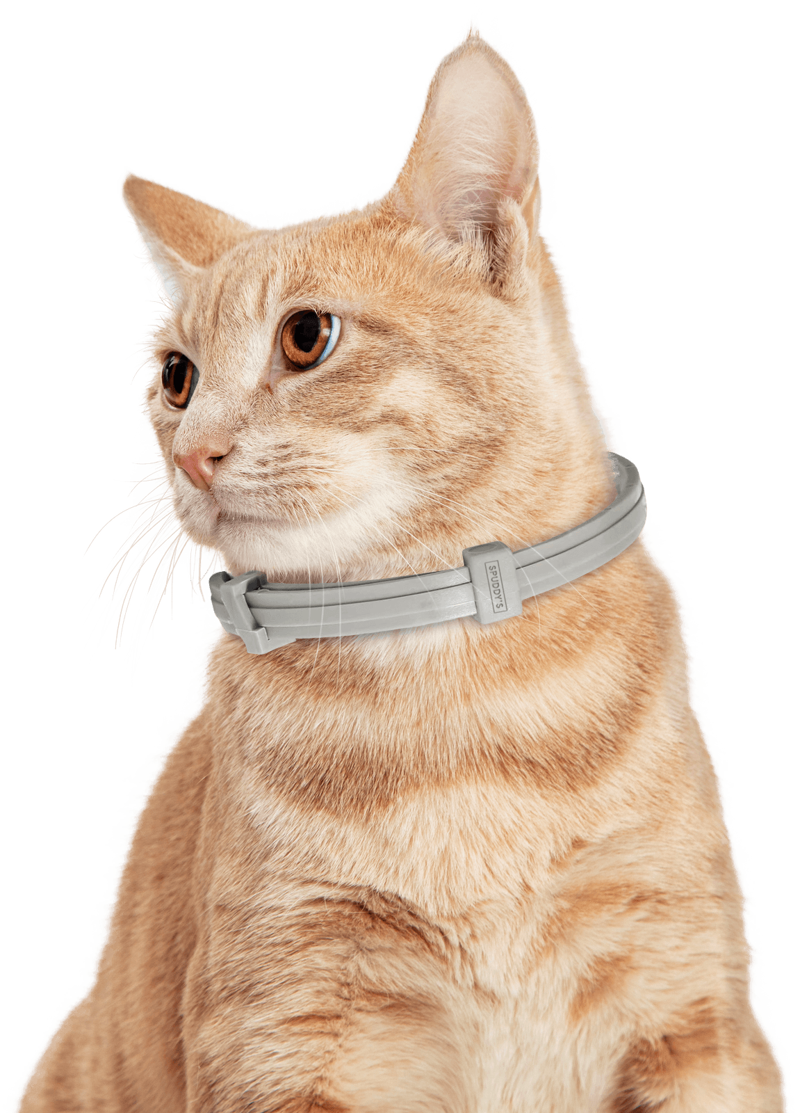 Pheromone Therapy Calming Collar for Cats - Spuddy's & Friends