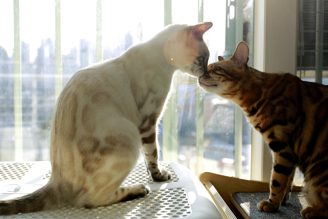 Introducing a New Cat to Your Home: A Comprehensive Guide