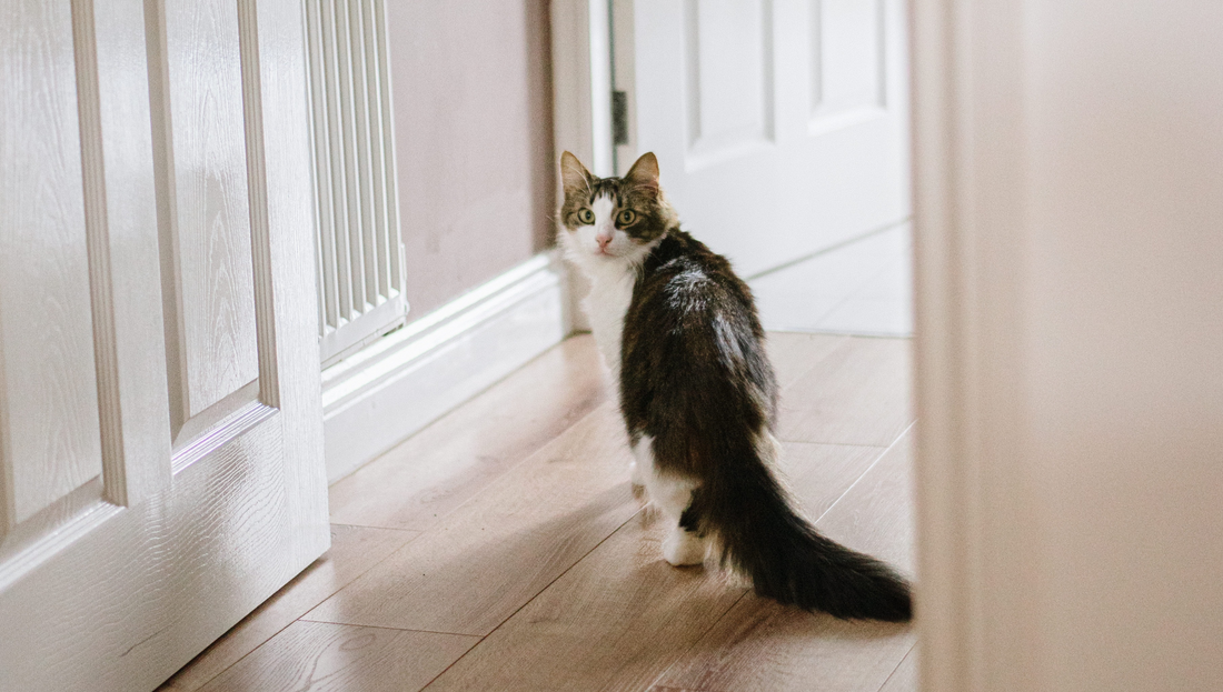 How to stop cat from scratching door at night hotsell