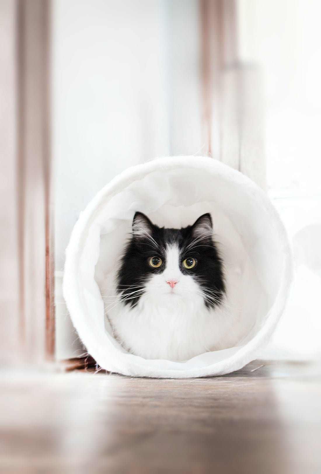 A relaxed cat resting at home, surrounded by pheromone-based products like calming collars, diffusers, and sprays, designed to reduce stress and promote feline well-being.