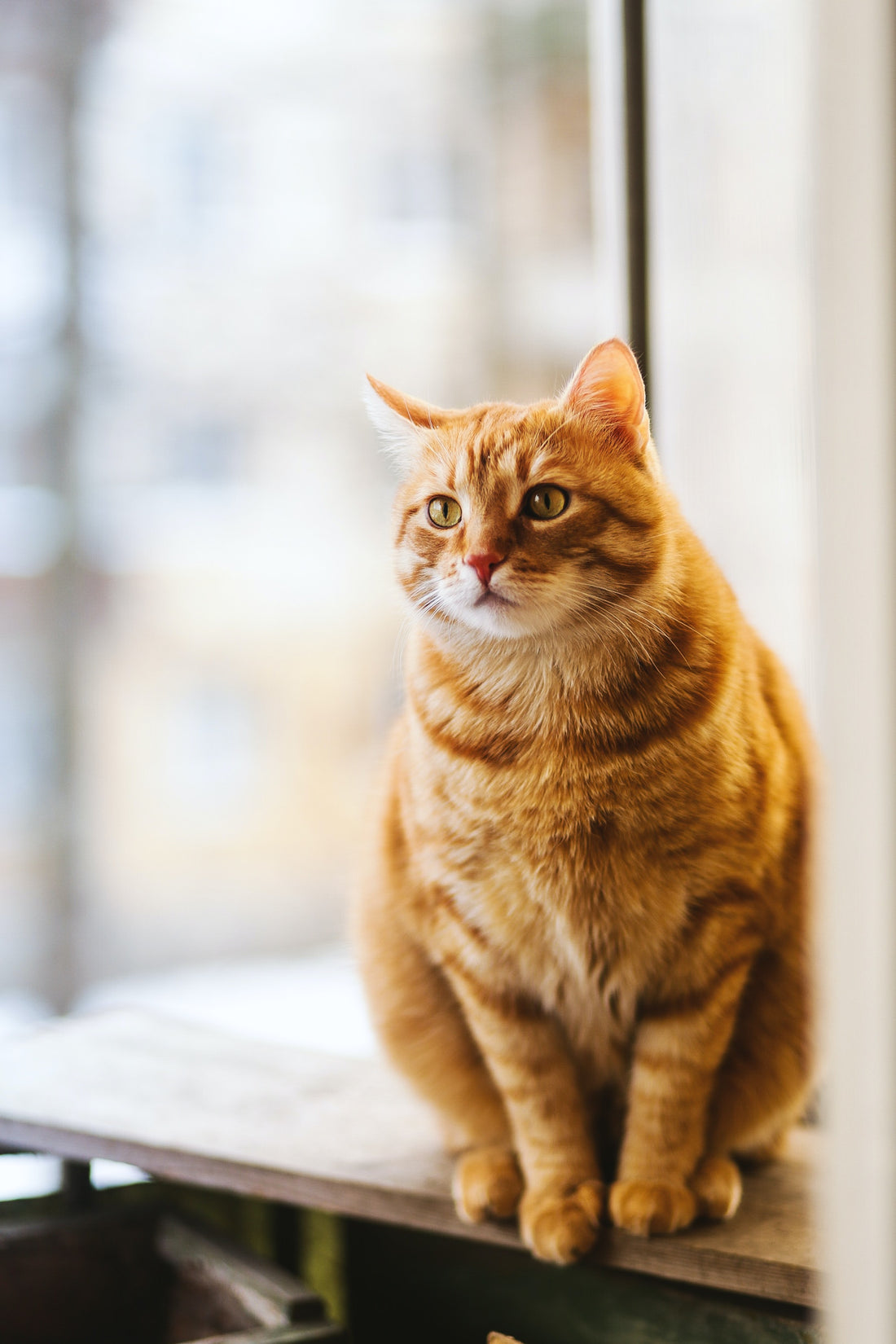 The Ultimate Guide to Cat Adoption: Tips and Advice for a Successful Experience