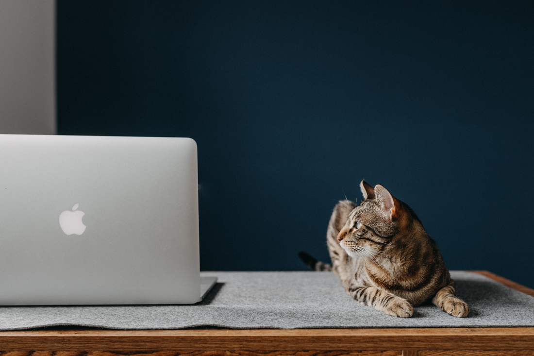 Thriving at Home: The Ultimate Guide to Working from Home with Your Cat