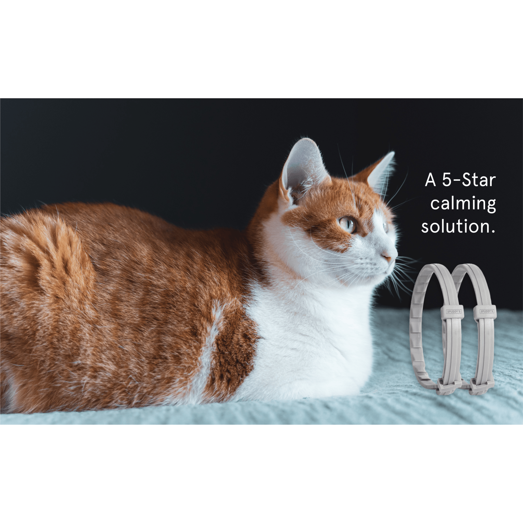 Calming collar for discount kittens