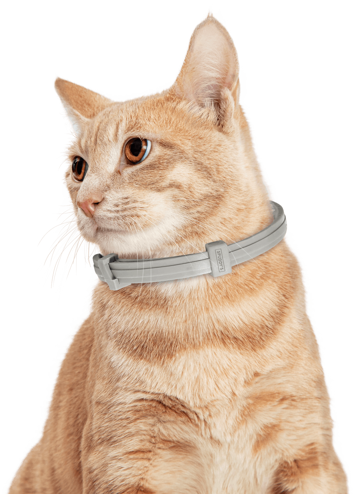 Kitty 2024 calming collar